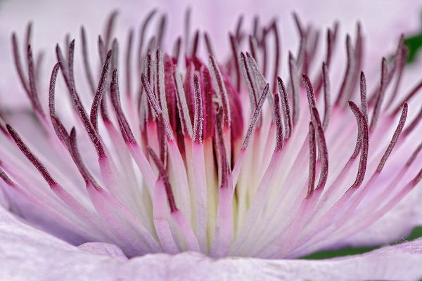 Jones, Adam 아티스트의 Close-up of clematis flower-Schreiner Iris Gardens-Salem-Oregon작품입니다.